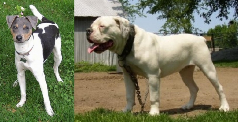 Hermes Bulldogge vs Brazilian Terrier - Breed Comparison