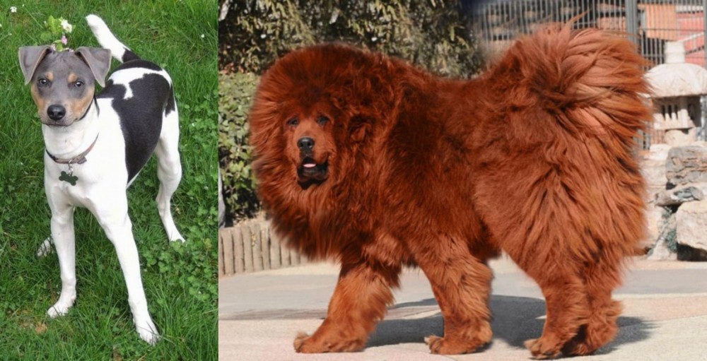 Himalayan Mastiff vs Brazilian Terrier - Breed Comparison