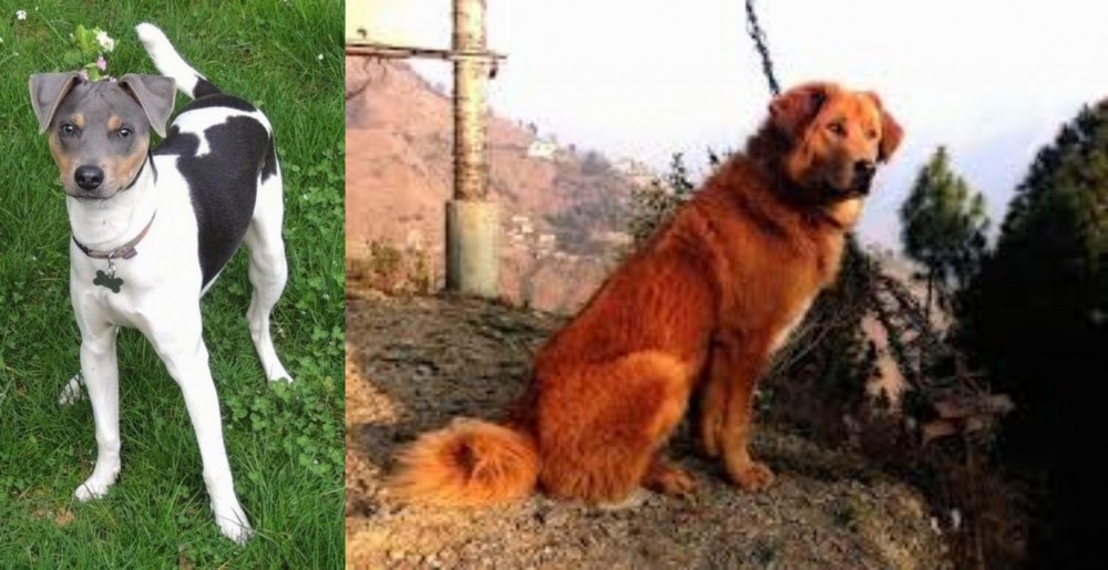 Himalayan Sheepdog vs Brazilian Terrier - Breed Comparison