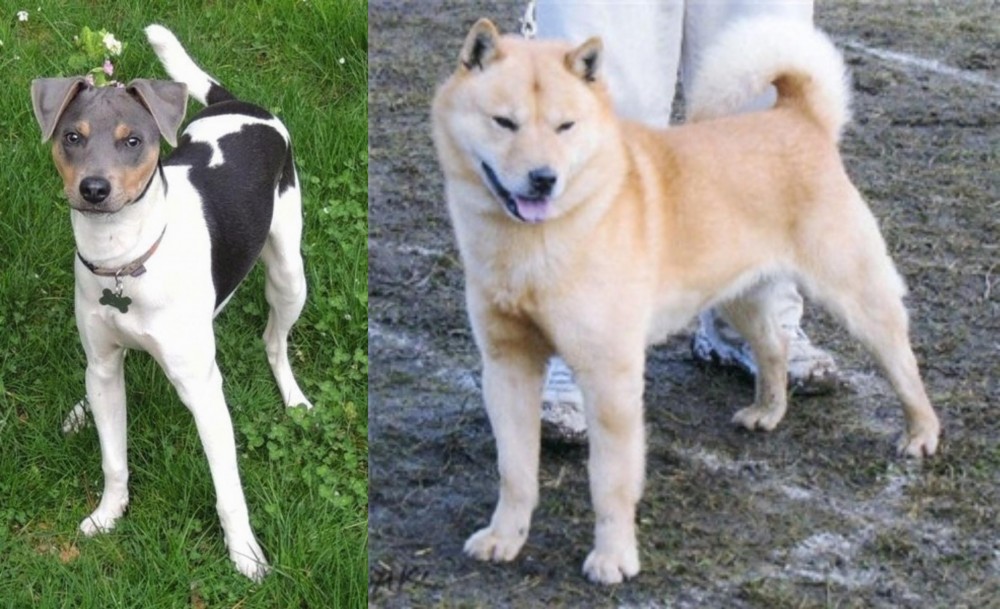 Hokkaido vs Brazilian Terrier - Breed Comparison