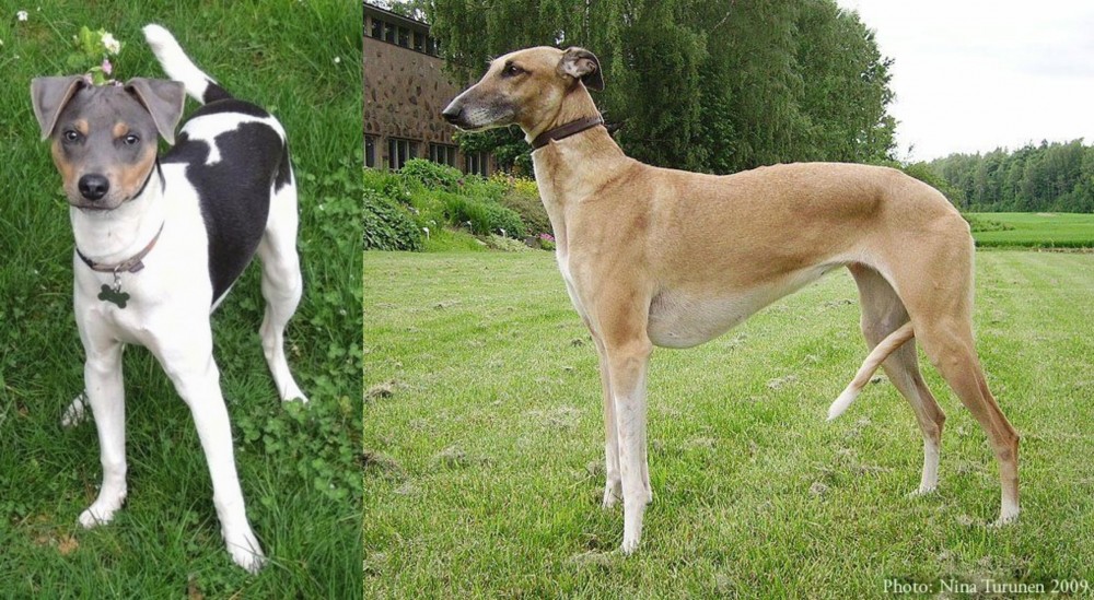 Hortaya Borzaya vs Brazilian Terrier - Breed Comparison