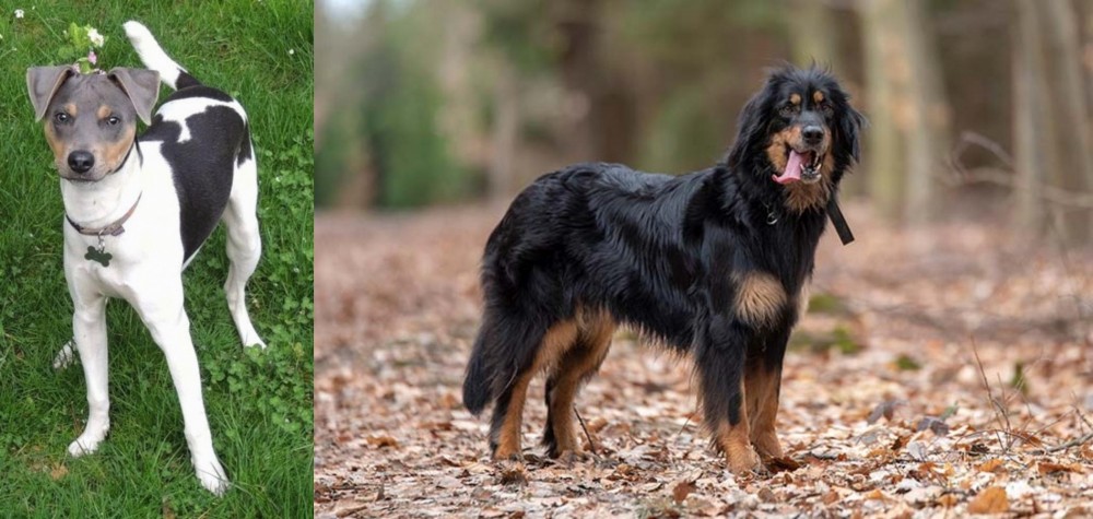Hovawart vs Brazilian Terrier - Breed Comparison