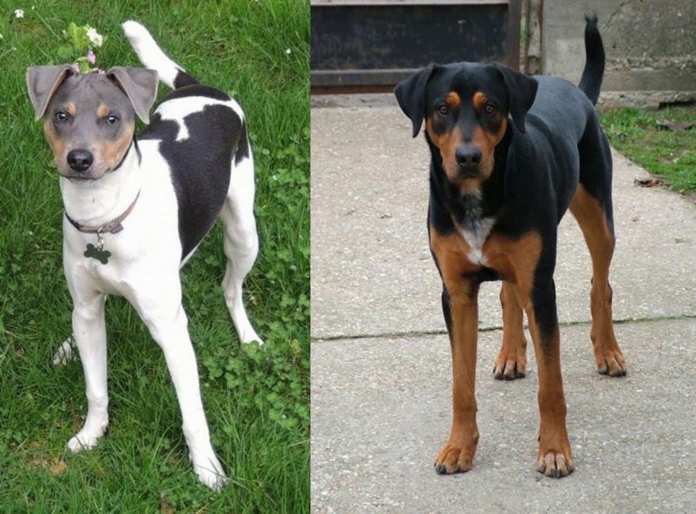 Hungarian Hound vs Brazilian Terrier - Breed Comparison
