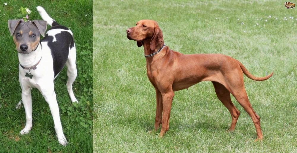 Hungarian Vizsla vs Brazilian Terrier - Breed Comparison