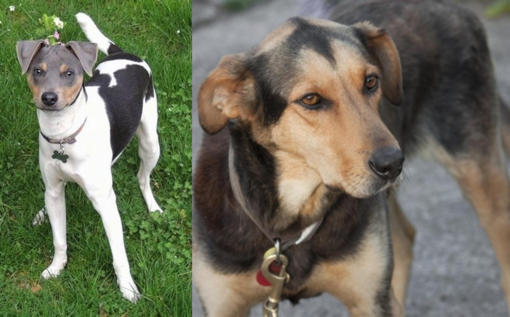 Huntaway vs Brazilian Terrier - Breed Comparison