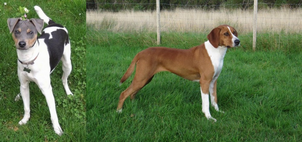 Hygenhund vs Brazilian Terrier - Breed Comparison
