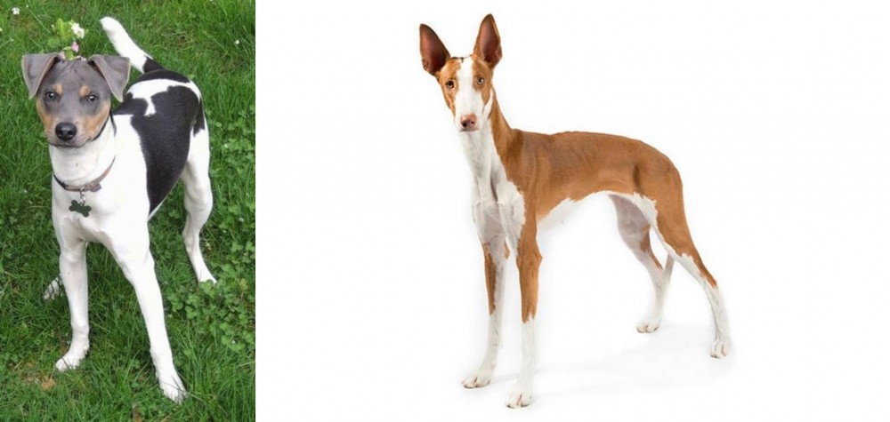 Ibizan Hound vs Brazilian Terrier - Breed Comparison