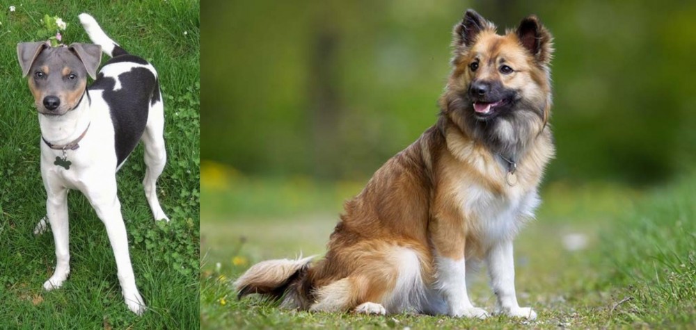 Icelandic Sheepdog vs Brazilian Terrier - Breed Comparison