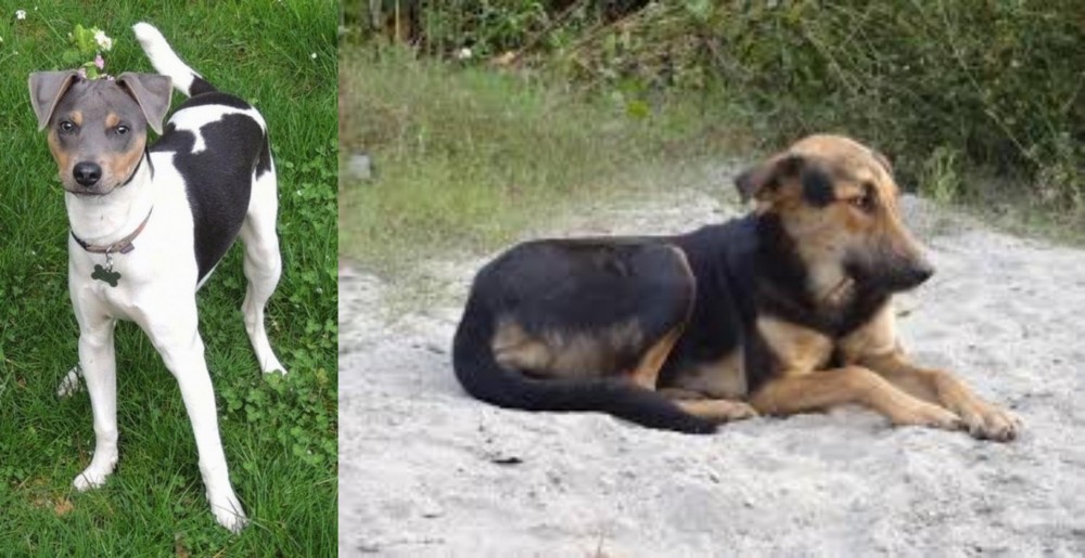 Indian Pariah Dog vs Brazilian Terrier - Breed Comparison