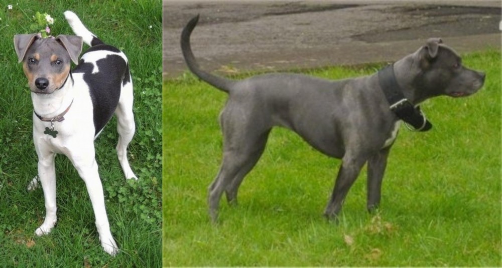 Irish Bull Terrier vs Brazilian Terrier - Breed Comparison
