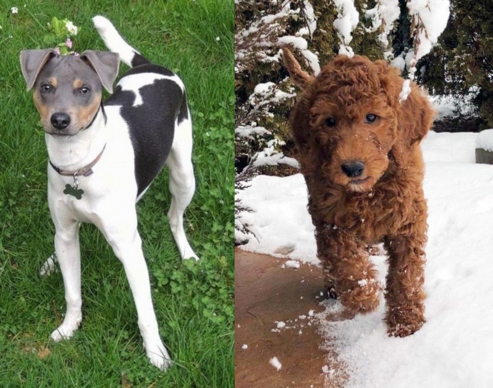 Irish Doodles vs Brazilian Terrier - Breed Comparison
