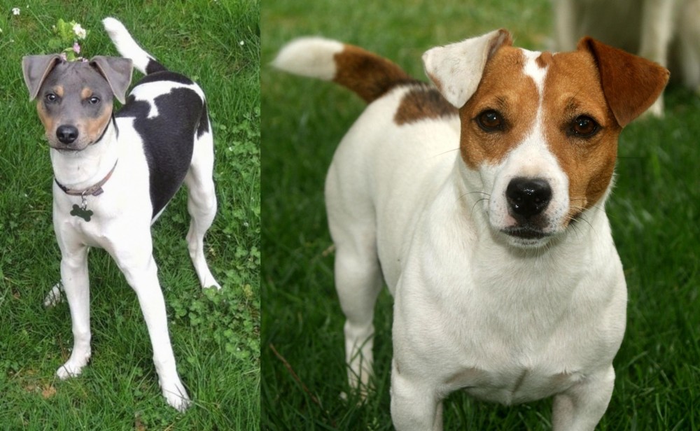 Irish Jack Russell vs Brazilian Terrier - Breed Comparison