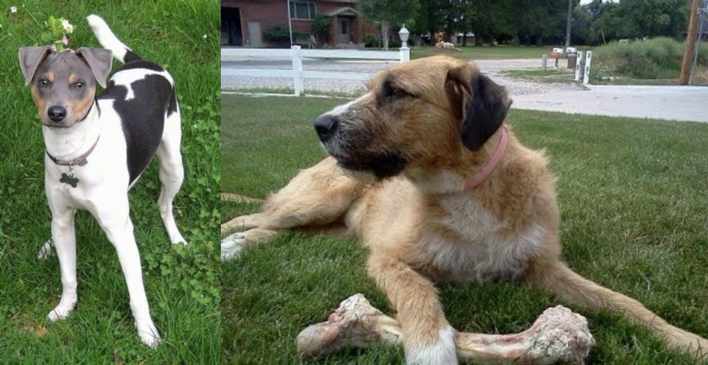 Irish Mastiff Hound vs Brazilian Terrier - Breed Comparison