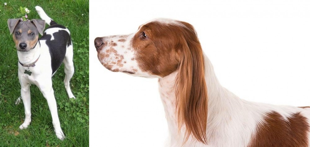 Irish Red and White Setter vs Brazilian Terrier - Breed Comparison