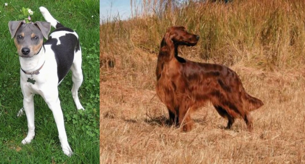 Irish Setter vs Brazilian Terrier - Breed Comparison