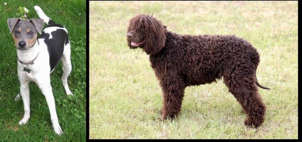 Irish Water Spaniel vs Brazilian Terrier - Breed Comparison