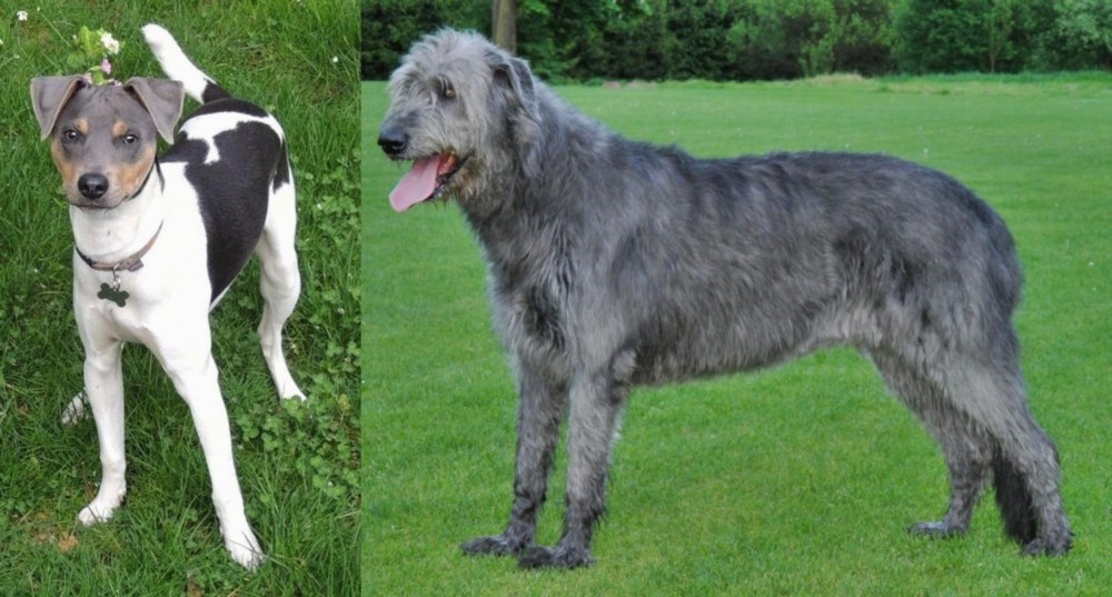 Irish Wolfhound vs Brazilian Terrier - Breed Comparison