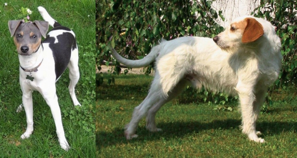 Istarski Ostrodlaki Gonic vs Brazilian Terrier - Breed Comparison