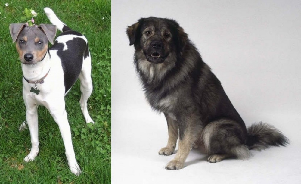 Istrian Sheepdog vs Brazilian Terrier - Breed Comparison