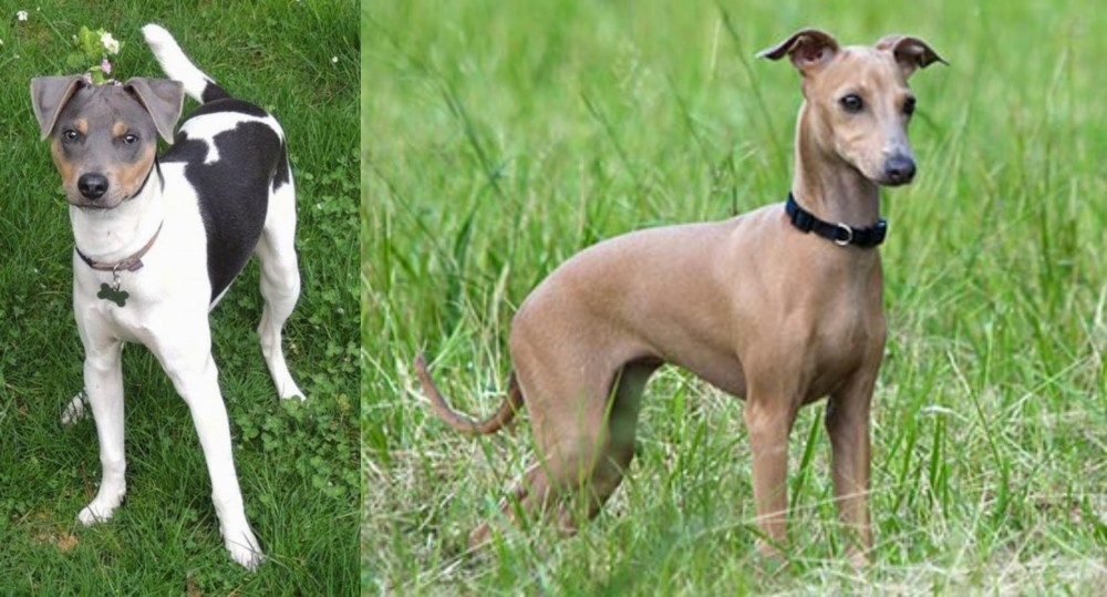 Italian Greyhound vs Brazilian Terrier - Breed Comparison