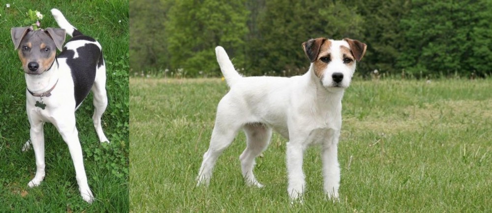 Jack Russell Terrier vs Brazilian Terrier - Breed Comparison