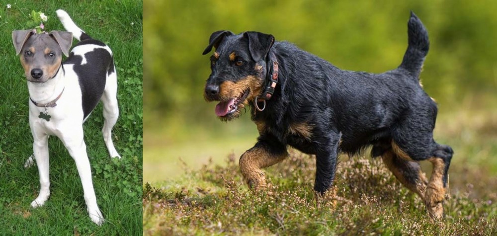 Jagdterrier vs Brazilian Terrier - Breed Comparison
