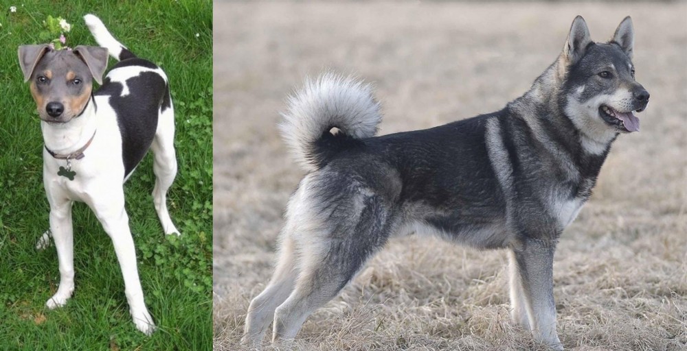 Jamthund vs Brazilian Terrier - Breed Comparison