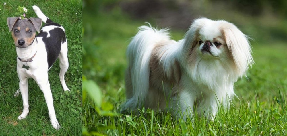 Japanese Chin vs Brazilian Terrier - Breed Comparison