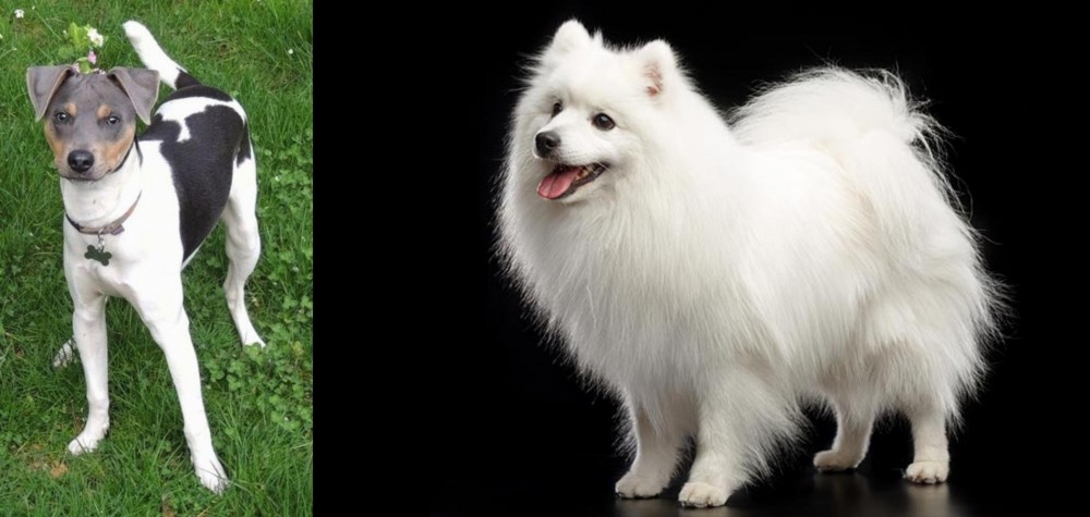 Japanese Spitz vs Brazilian Terrier - Breed Comparison