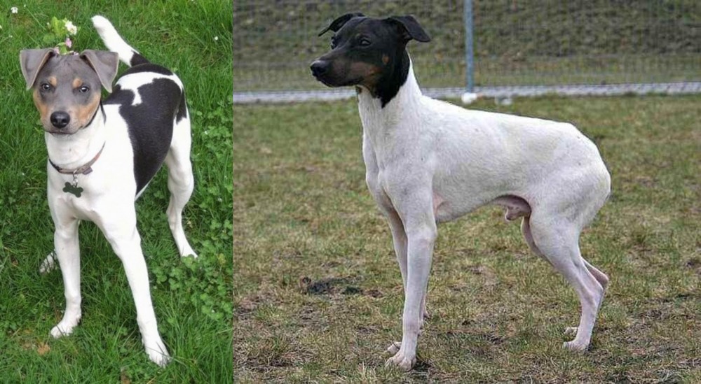 Japanese Terrier vs Brazilian Terrier - Breed Comparison