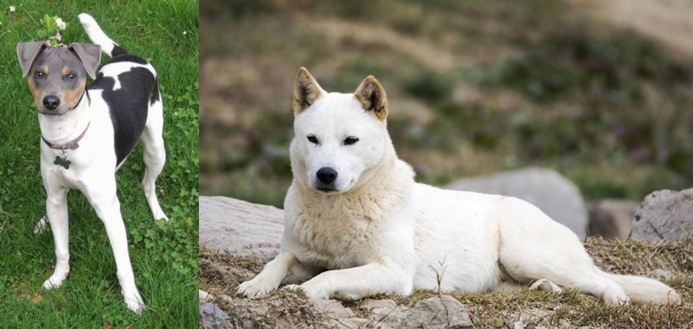 Jindo vs Brazilian Terrier - Breed Comparison