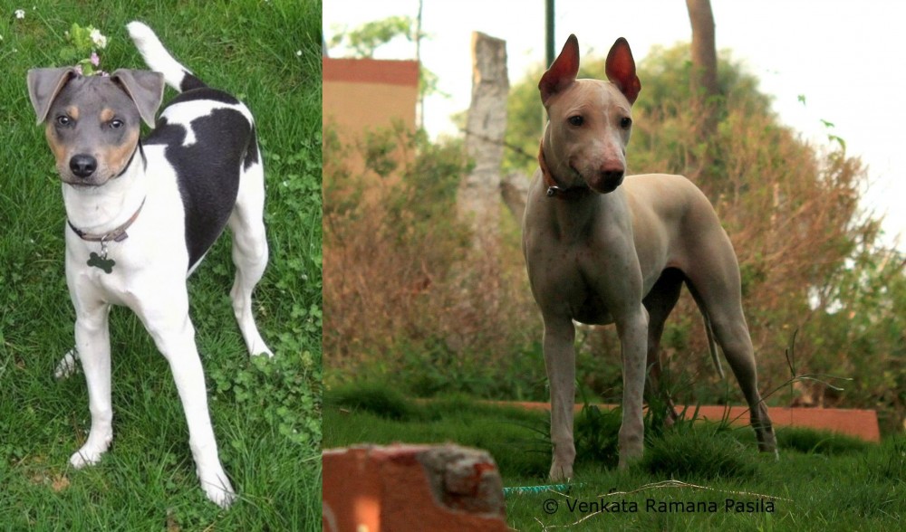 Jonangi vs Brazilian Terrier - Breed Comparison