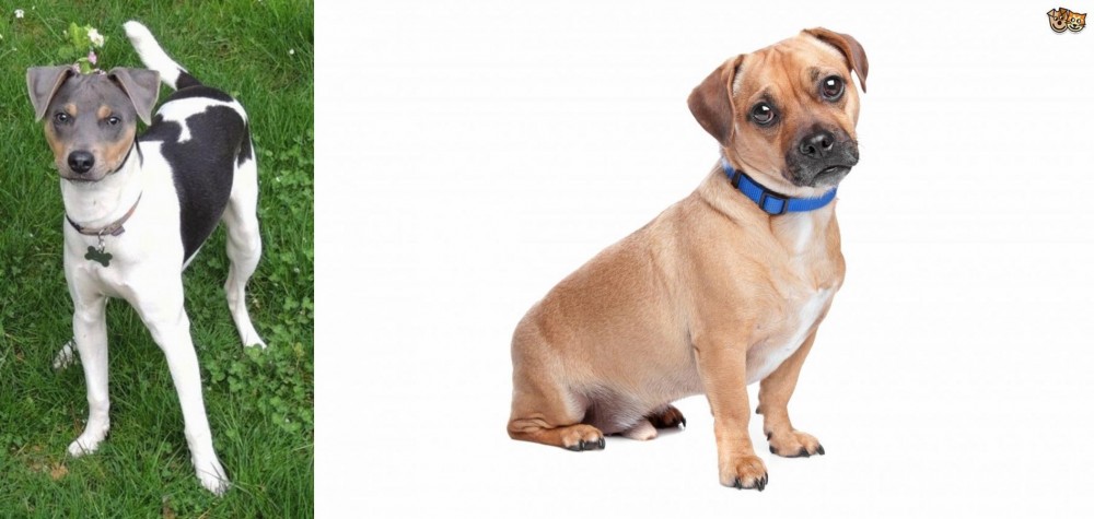 Jug vs Brazilian Terrier - Breed Comparison