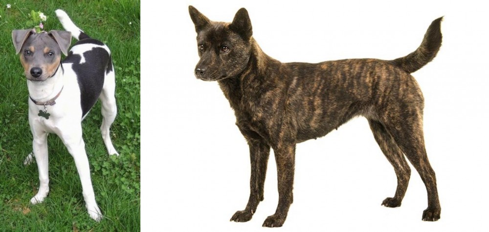 Kai Ken vs Brazilian Terrier - Breed Comparison