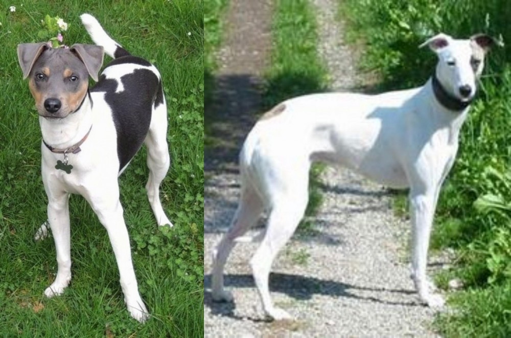 Kaikadi vs Brazilian Terrier - Breed Comparison