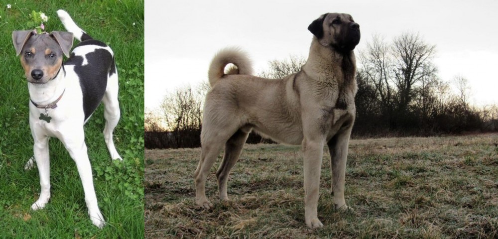 Kangal Dog vs Brazilian Terrier - Breed Comparison