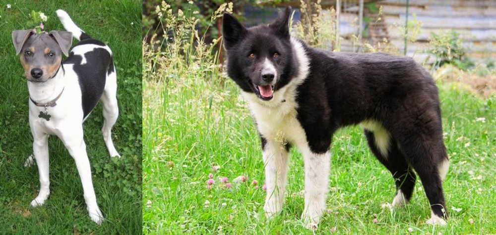 Karelian Bear Dog vs Brazilian Terrier - Breed Comparison