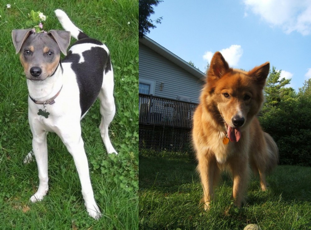 Karelo-Finnish Laika vs Brazilian Terrier - Breed Comparison