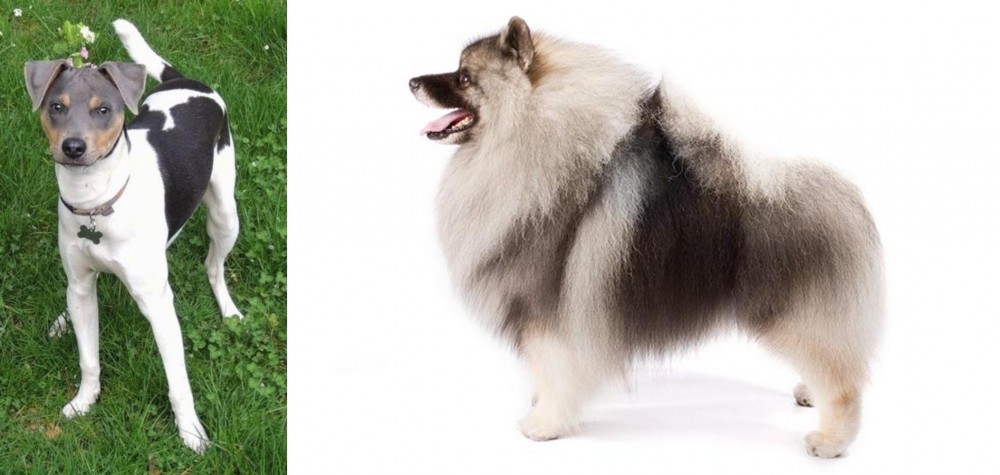 Keeshond vs Brazilian Terrier - Breed Comparison