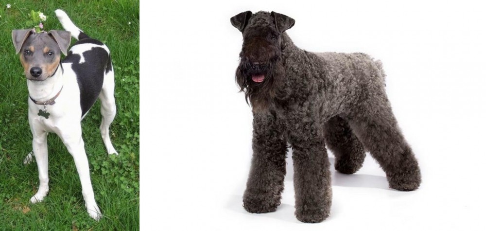 Kerry Blue Terrier vs Brazilian Terrier - Breed Comparison