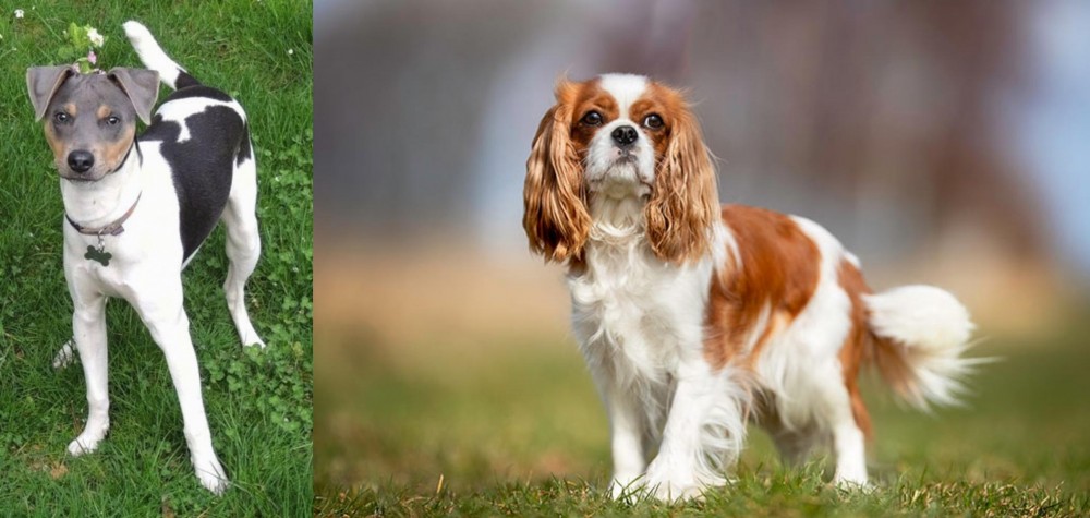 King Charles Spaniel vs Brazilian Terrier - Breed Comparison