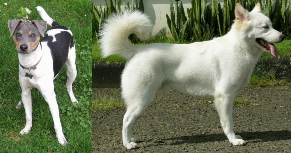 Kintamani vs Brazilian Terrier - Breed Comparison