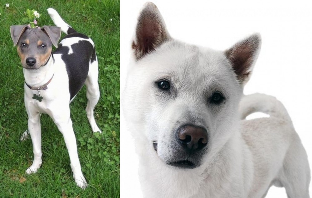 Kishu vs Brazilian Terrier - Breed Comparison