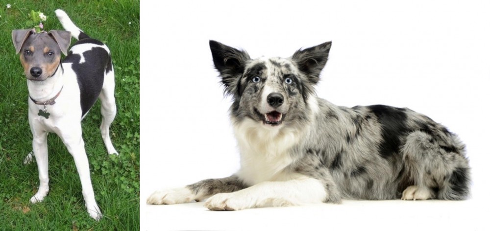 Koolie vs Brazilian Terrier - Breed Comparison