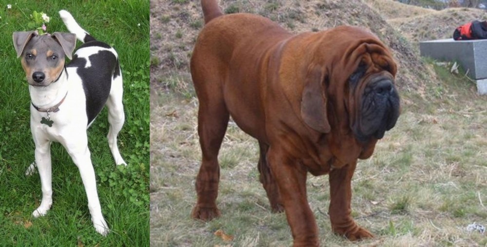 Korean Mastiff vs Brazilian Terrier - Breed Comparison