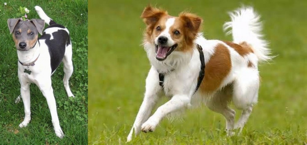 Kromfohrlander vs Brazilian Terrier - Breed Comparison