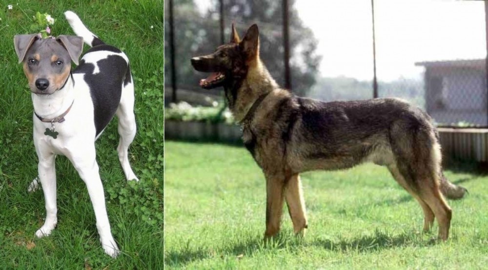 Kunming Dog vs Brazilian Terrier - Breed Comparison