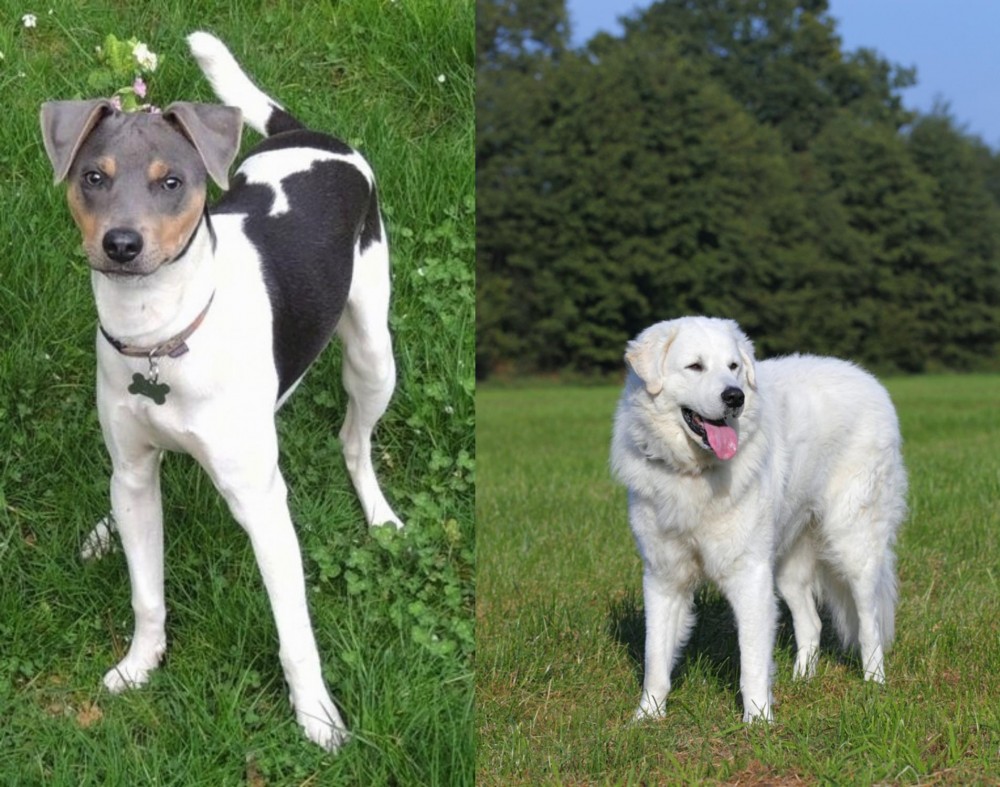 Kuvasz vs Brazilian Terrier - Breed Comparison