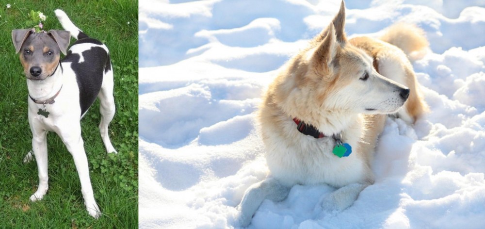 Labrador Husky vs Brazilian Terrier - Breed Comparison