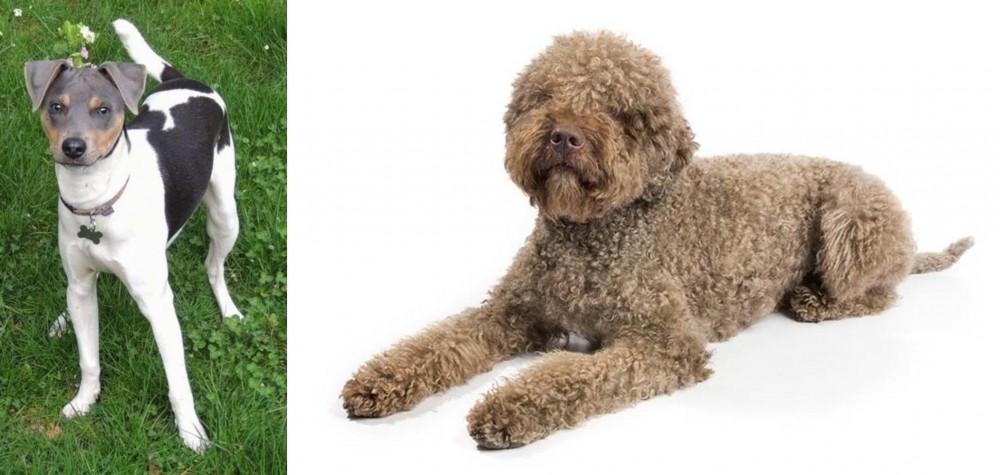 Lagotto Romagnolo vs Brazilian Terrier - Breed Comparison